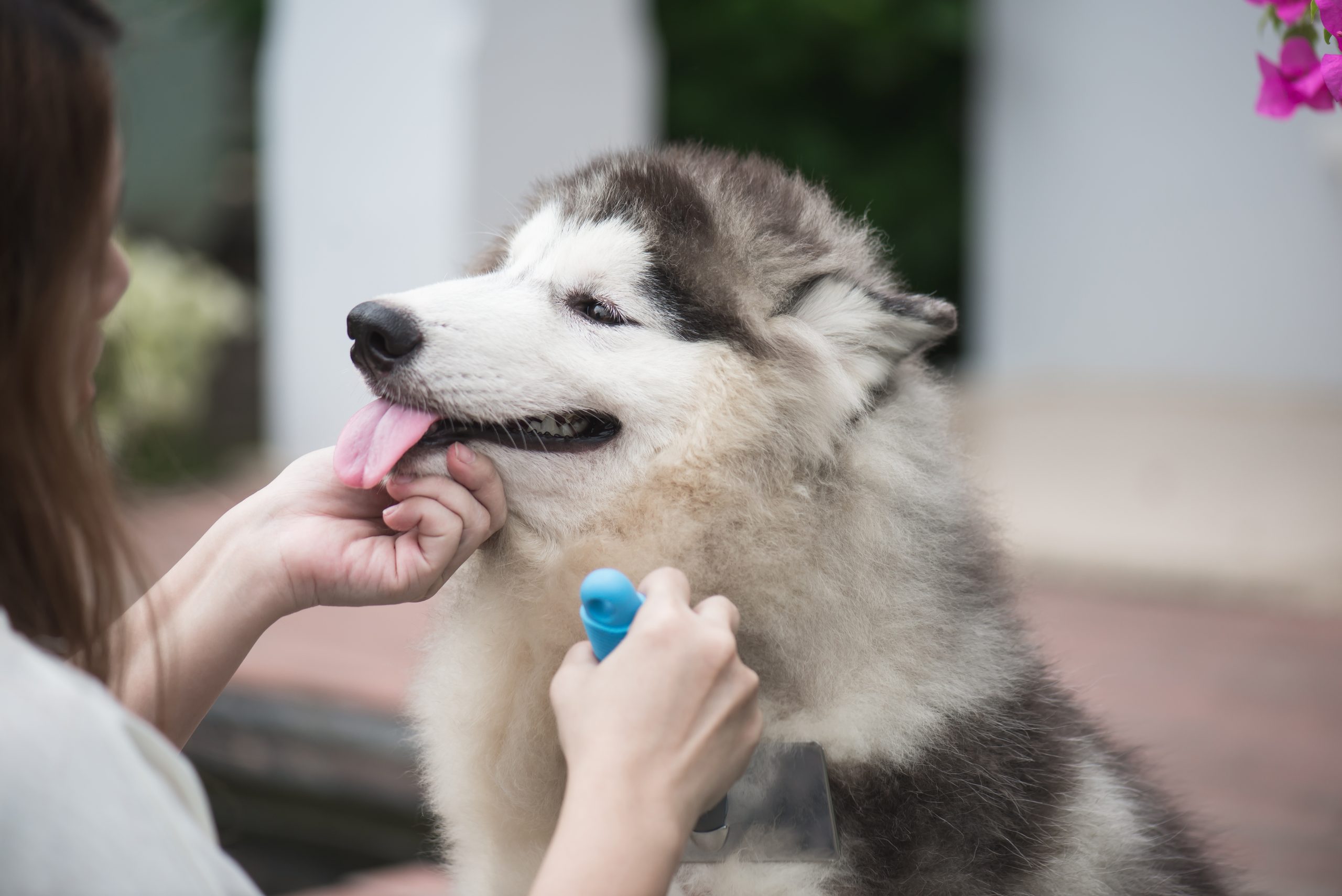 Asian woman using a comb brush the siberian husky puppy