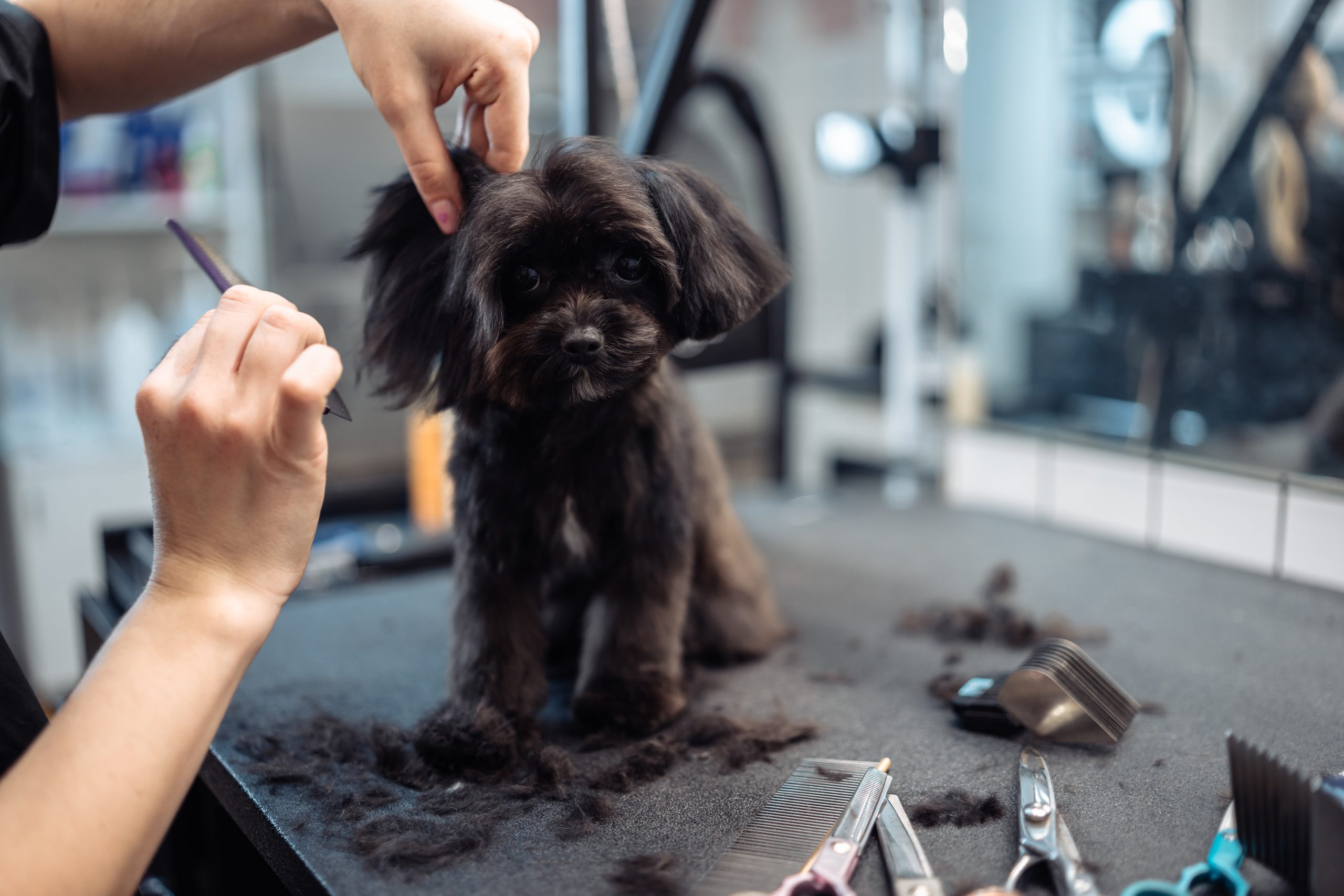 Haircut of a small black dog. High quality photo
