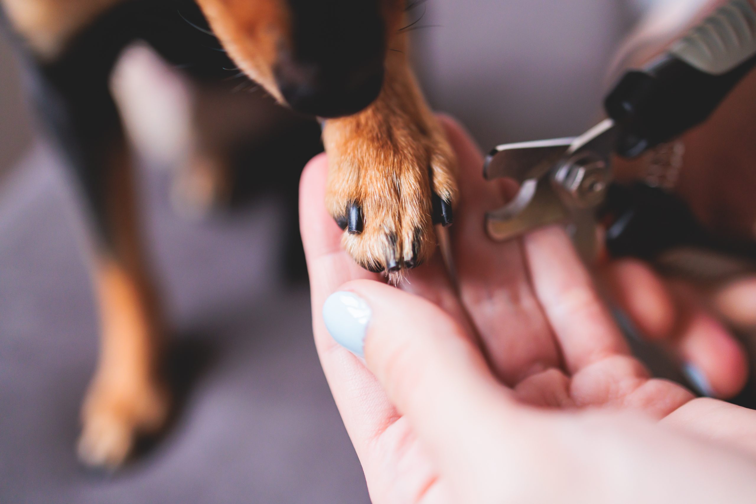 Veterinarian specialist holding small dog, process of cutting dog claw nails of a small breed dog with nail clipper tool, close up view of dog's paw, trimming pet dog nails manicure at home